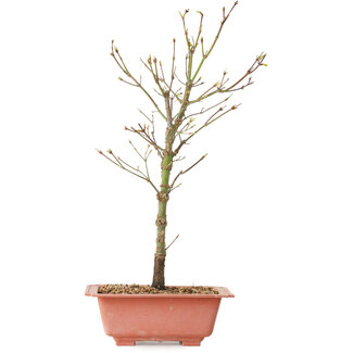 Acer palmatum Arakawa, 38 cm, ± 8 anni