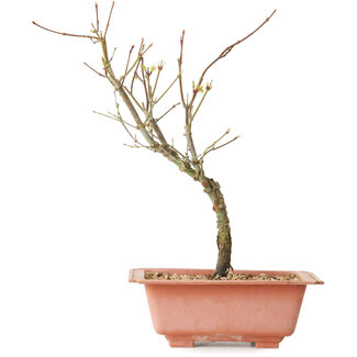 Acer palmatum Arakawa, 27 cm, ± 8 Jahre alt