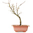 Acer palmatum Arakawa, 27 cm, ± 8 Jahre alt