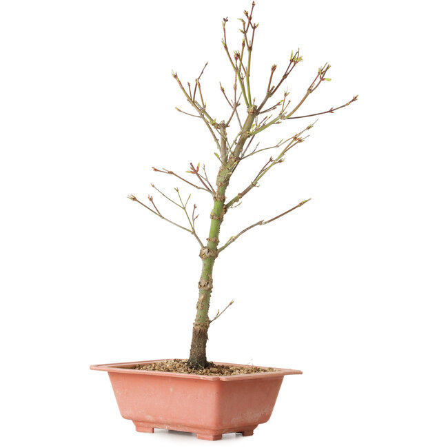 Acer palmatum Arakawa, 38 cm, ± 8 anni