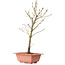 Acer palmatum Arakawa, 38 cm, ± 8 anni