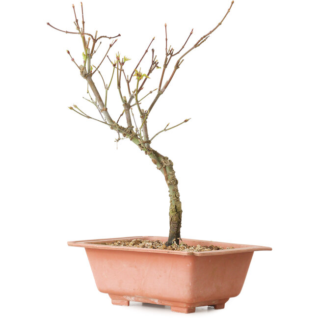 Acer palmatum Arakawa, 27 cm, ± 8 ans