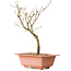 Acer palmatum Arakawa, 27 cm, ± 8 ans