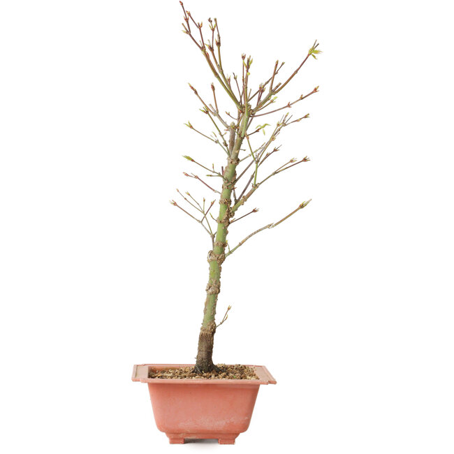 Acer palmatum Arakawa, 38 cm, ± 8 anni