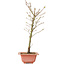 Acer palmatum Arakawa, 38 cm, ± 8 años de edad