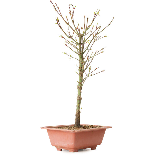Acer palmatum Arakawa, 38 cm, ± 8 años de edad