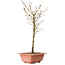 Acer palmatum Arakawa, 38 cm, ± 8 años de edad