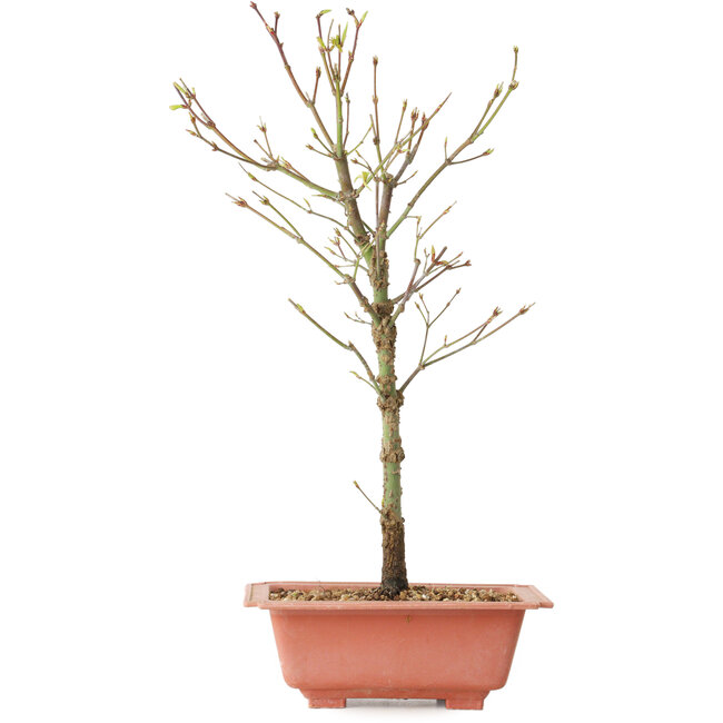 Acer palmatum Arakawa, 38 cm, ± 8 años de edad