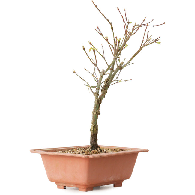 Acer palmatum Arakawa, 27 cm, ± 8 Jahre alt
