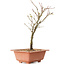 Acer palmatum Arakawa, 27 cm, ± 8 years old
