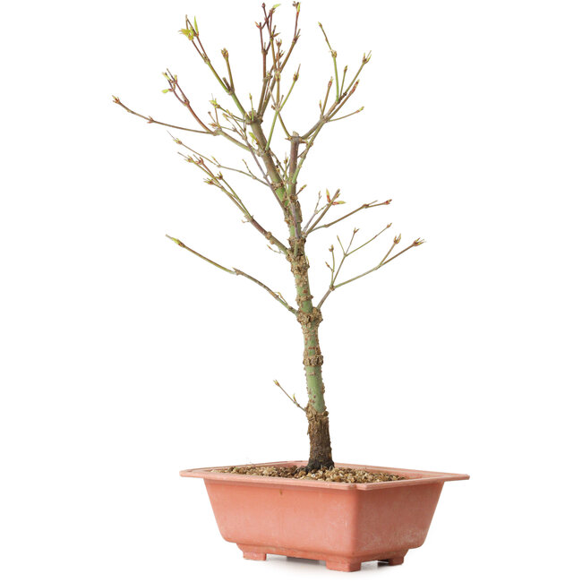 Acer palmatum Arakawa, 38 cm, ± 8 anni