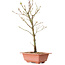 Acer palmatum Arakawa, 38 cm, ± 8 anni