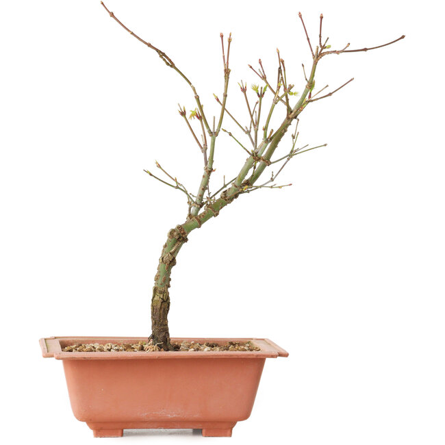 Acer palmatum Arakawa, 27 cm, ± 8 years old