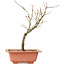 Acer palmatum Arakawa, 27 cm, ± 8 anni