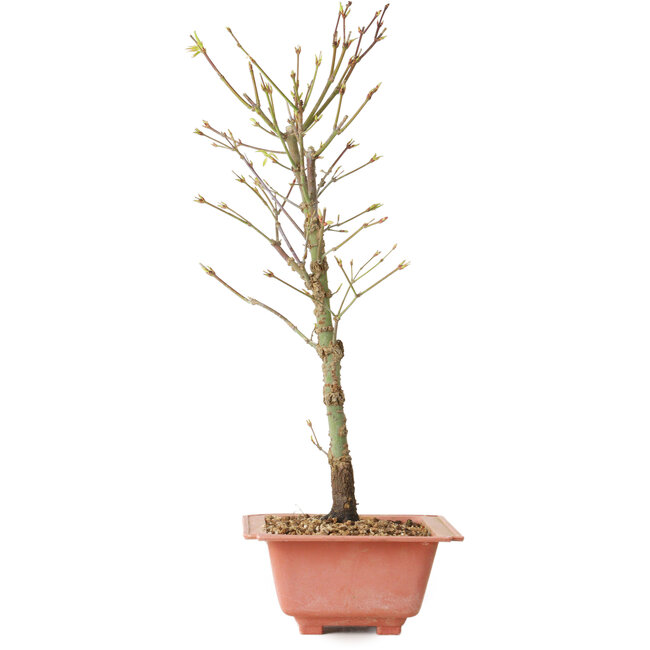 Acer palmatum Arakawa, 38 cm, ± 8 años de edad