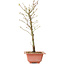 Acer palmatum Arakawa, 38 cm, ± 8 anni