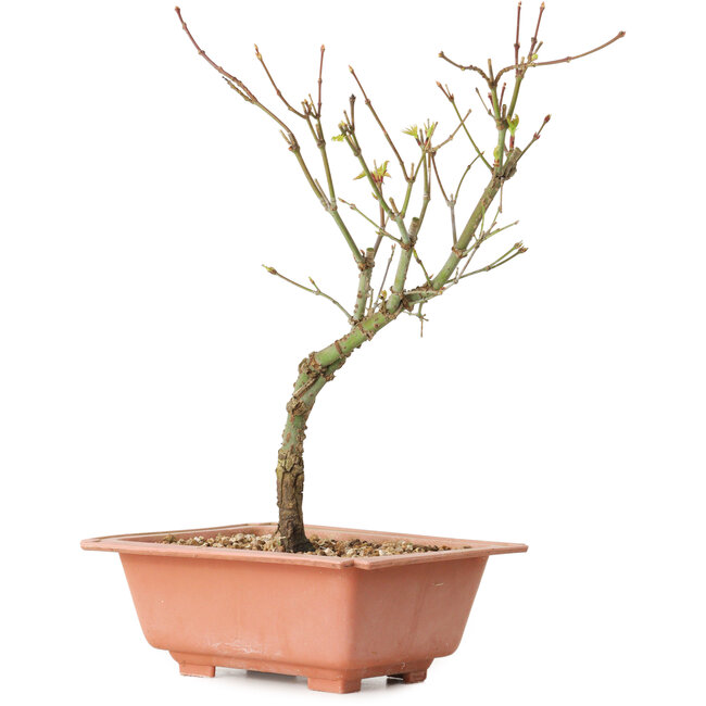 Acer palmatum Arakawa, 27 cm, ± 8 Jahre alt