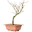 Acer palmatum Arakawa, 27 cm, ± 8 years old