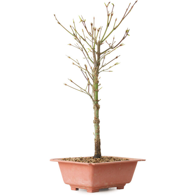 Acer palmatum Arakawa, 38 cm, ± 8 años de edad