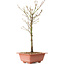 Acer palmatum Arakawa, 38 cm, ± 8 años de edad