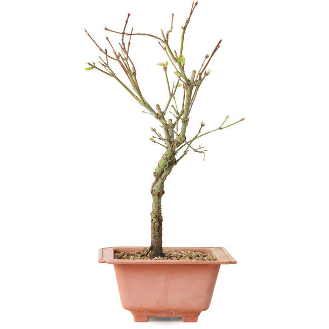 Acer palmatum Arakawa, 27 cm, ± 8 años de edad