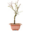 Acer palmatum Arakawa, 27 cm, ± 8 jaar oud