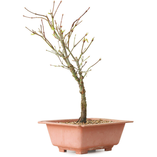 Acer palmatum Arakawa, 27 cm, ± 8 anni