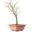 Acer palmatum Arakawa, 27 cm, ± 8 years old