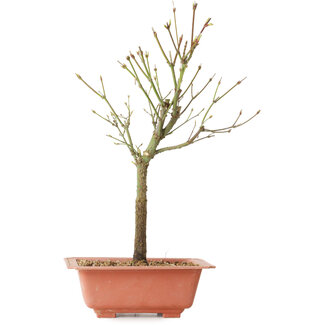 Acer palmatum Arakawa, 34 cm, ± 8 años de edad