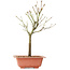 Acer palmatum Arakawa, 34 cm, ± 8 years old