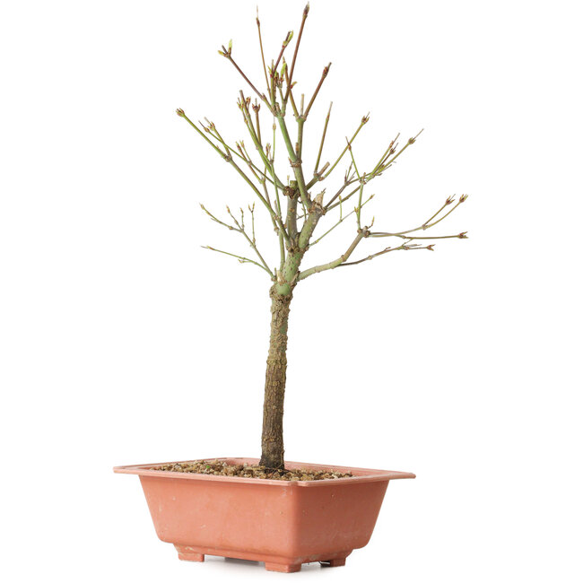 Acer palmatum Arakawa, 34 cm, ± 8 años de edad