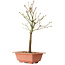 Acer palmatum Arakawa, 34 cm, ± 8 Jahre alt