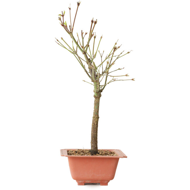Acer palmatum Arakawa, 34 cm, ± 8 jaar oud