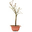 Acer palmatum Arakawa, 34 cm, ± 8 Jahre alt