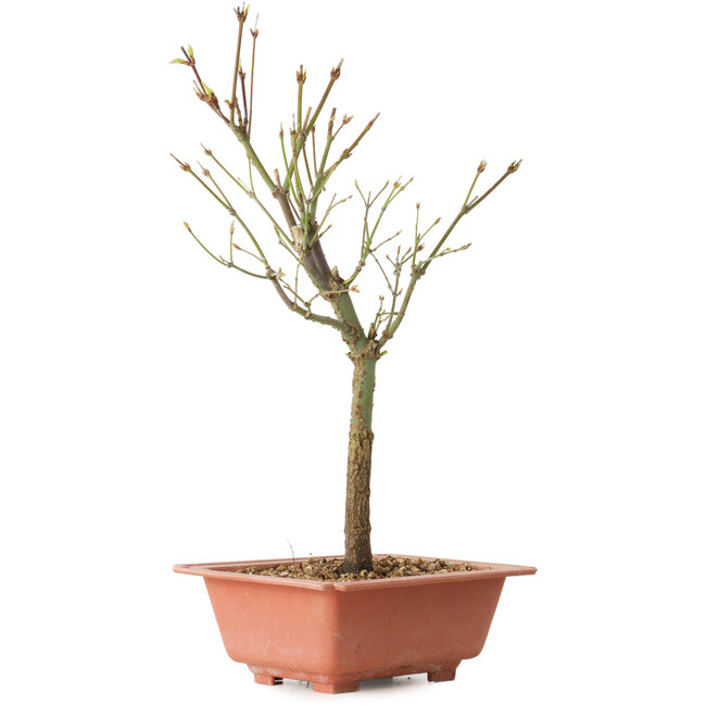 Acer palmatum Arakawa, 34 cm, ± 8 Jahre alt