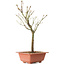 Acer palmatum Arakawa, 34 cm, ± 8 years old