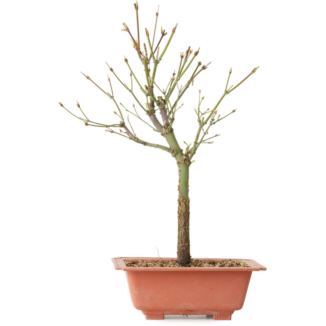 Acer palmatum Arakawa, 34 cm, ± 8 anni