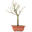 Acer palmatum Arakawa, 34 cm, ± 8 years old