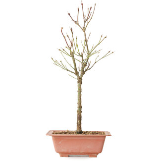 Acer palmatum Arakawa, 41 cm, ± 8 Jahre alt