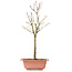 Acer palmatum Arakawa, 41 cm, ± 8 jaar oud