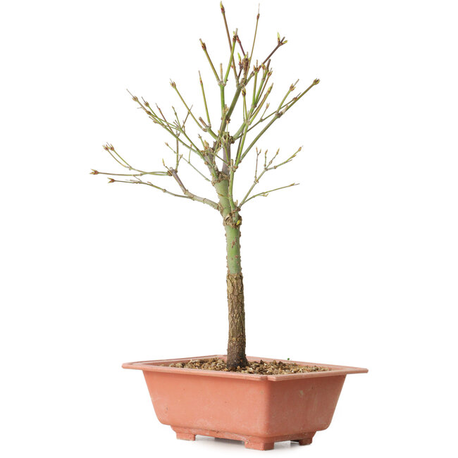 Acer palmatum Arakawa, 34 cm, ± 8 jaar oud