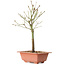 Acer palmatum Arakawa, 34 cm, ± 8 años de edad