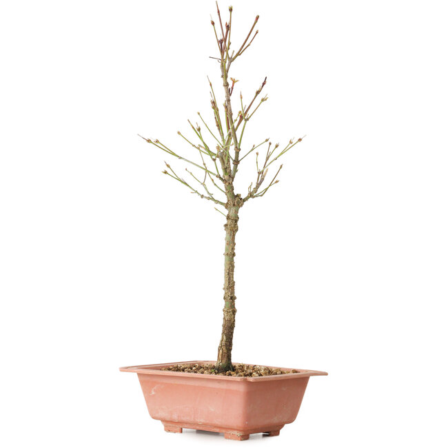 Acer palmatum Arakawa, 41 cm, ± 8 Jahre alt