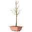 Acer palmatum Arakawa, 41 cm, ± 8 anni