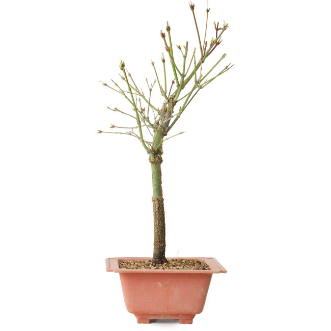 Acer palmatum Arakawa, 34 cm, ± 8 ans