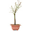 Acer palmatum Arakawa, 34 cm, ± 8 years old