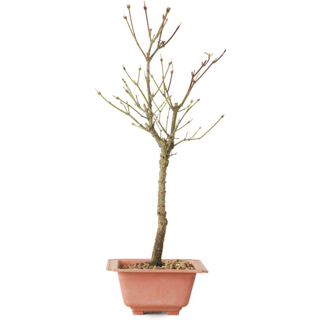 Acer palmatum Arakawa, 41 cm, ± 8 anni