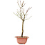 Acer palmatum Arakawa, 41 cm, ± 8 ans