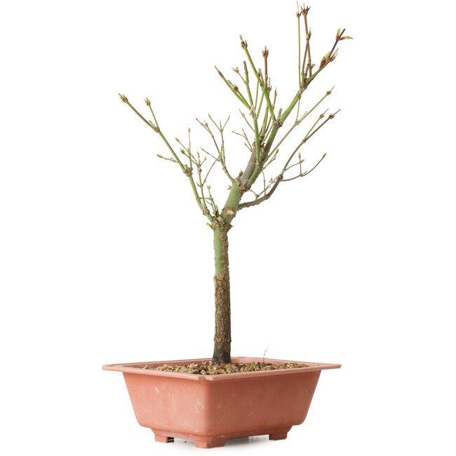 Acer palmatum Arakawa, 34 cm, ± 8 years old