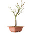 Acer palmatum Arakawa, 34 cm, ± 8 ans